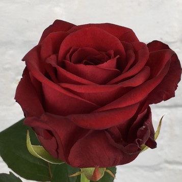 Роза чайно-гибридная Ред Наоми